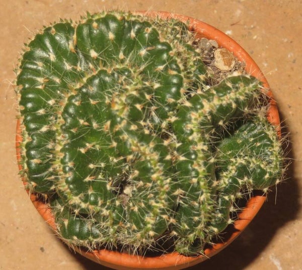 Austrocylindropuntia cylindrica f. cristata