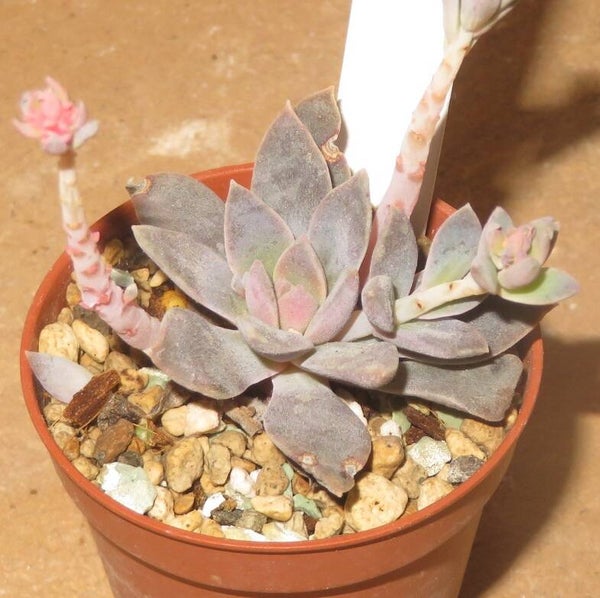 Echeveria carnicolor