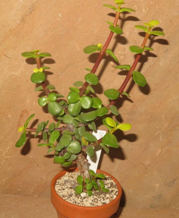 Portulacaria afra
