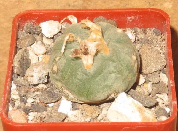 Lophophora diffusa v. koehresii