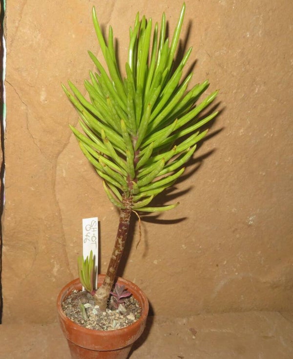 Senecio barbertonicus