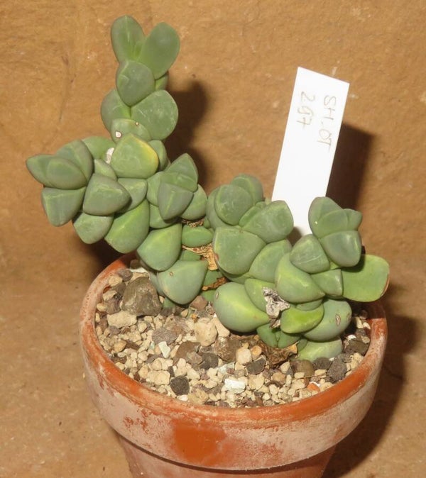 Delosperma lehmannii