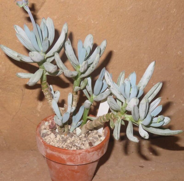 Senecio serpens