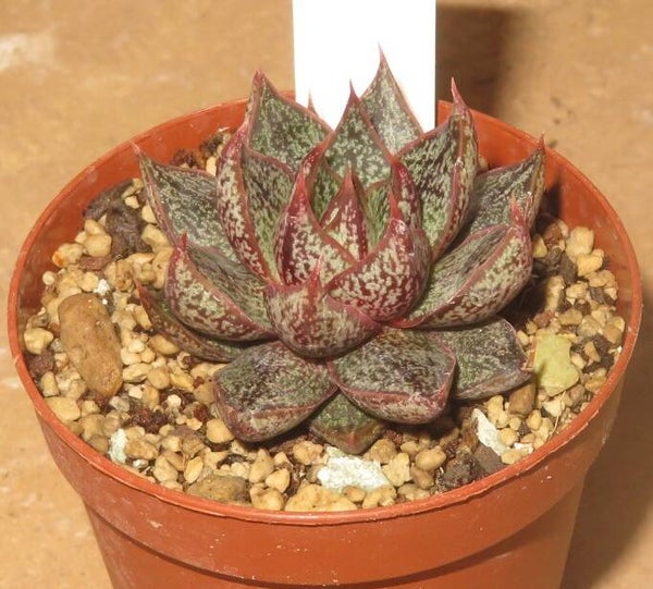Echeveria cv Belle Etoile