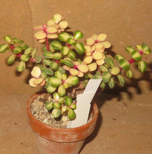 Portulacaria afra Mediopicta variegata
