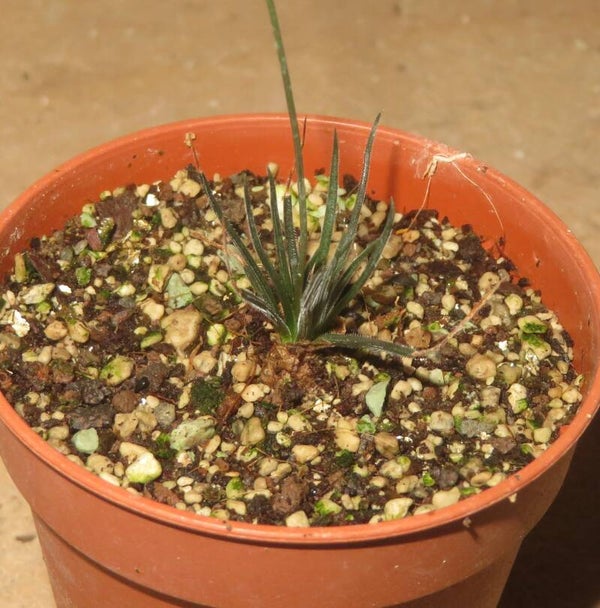Ornithogalum sardienii – Bulb / Zwiebel