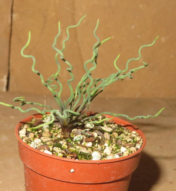 Bulbine torta – seltene Bulb / Zwiebel