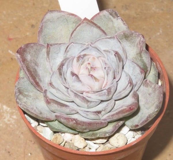 Echeveria cv Jelly Star New!!!