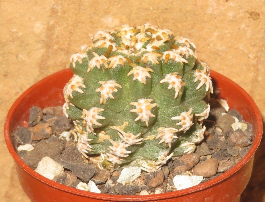 Pygmaeocereus bieblii