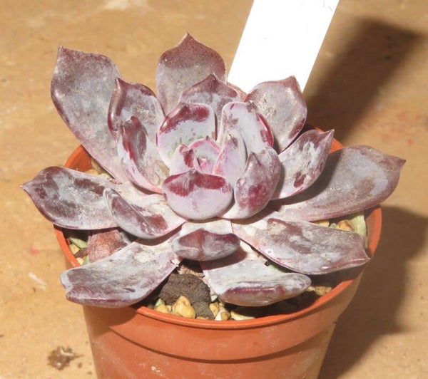 Echeveria cv Pink Floyd