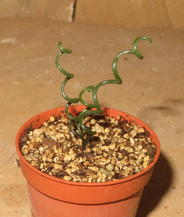 Albuca bruce-bayeri – sehr seltene spiral Bulb / Zwiebel Pflanze