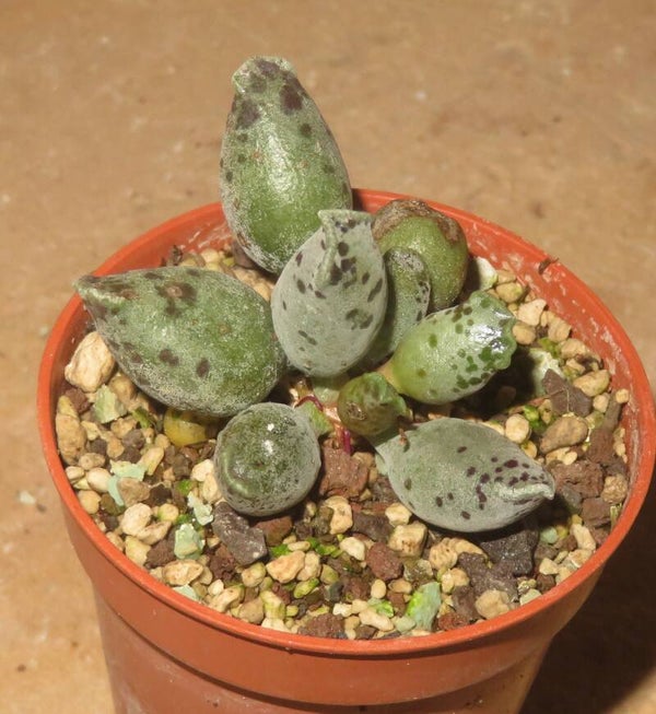 Adromischus  festivus f. Silver Eggs