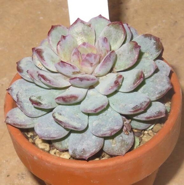 Echeveria cv Amethyst Tumbled New!!!