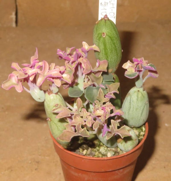 Senecio articulatus variegata