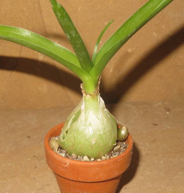 Ornithogalum caudatum Heilzwiebel