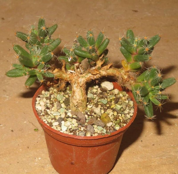 Trichodiadema densum