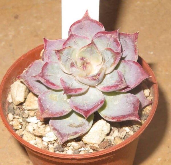 Echeveria cv Fairy Queen