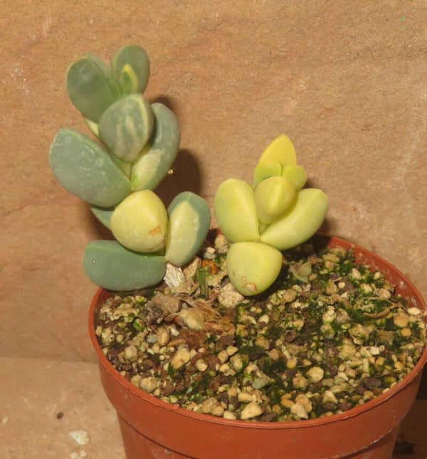 Delosperma lehmannii variegata - Mittagsblume - Mesemb