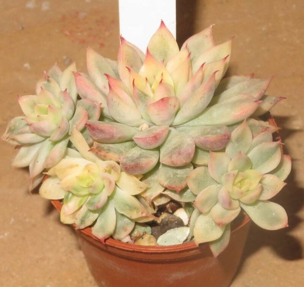 Echeveria cv Mebina variegata