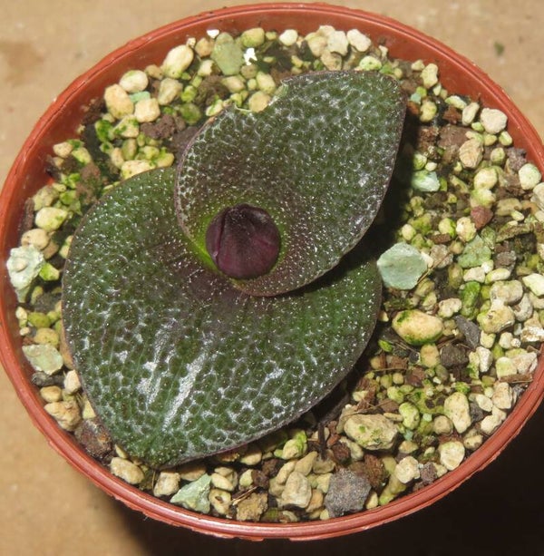 Massonia pustulata – Bulb / Zwiebel - blühfähig