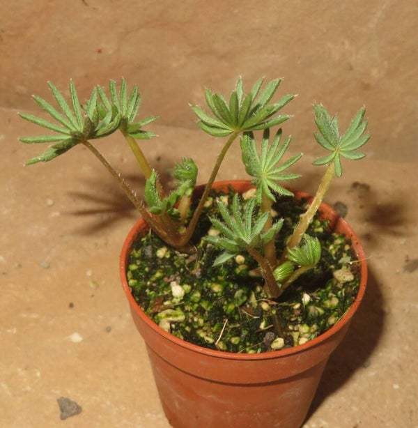 2x Oxalis palmifrons - seltener palmenförmiger-Klee - Bulb / Zwiebel