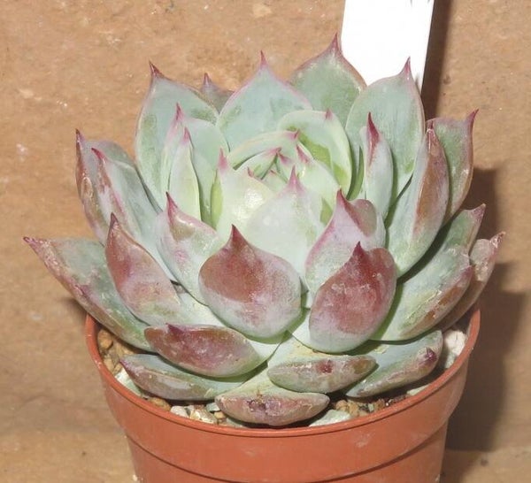 Echeveria colorata hyb. ( x Echeveria cv Tippy )