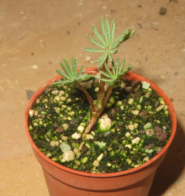 Oxalis palmifrons - Palmen-Klee