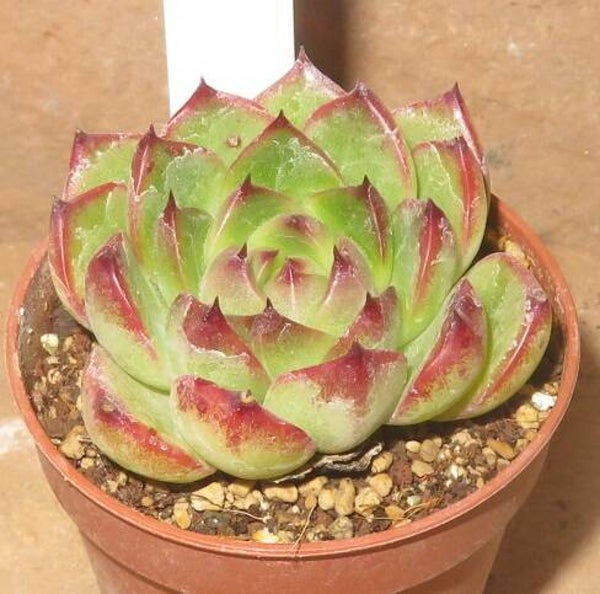 Echeveria cv Moon Stone