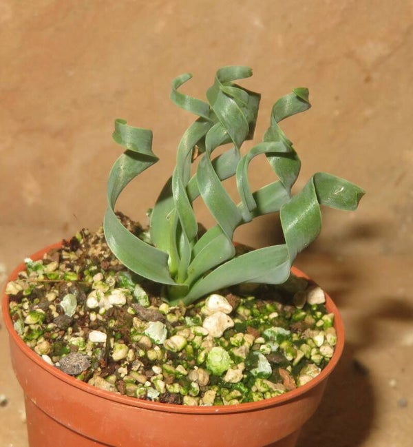 Albuca concordiana – Bulb / Zwiebel