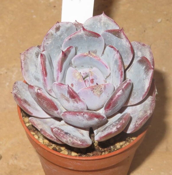 Echeveria cv Pink Ivory