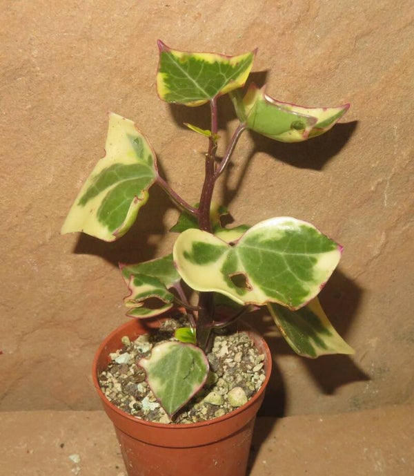Senecio macroglossus variegata