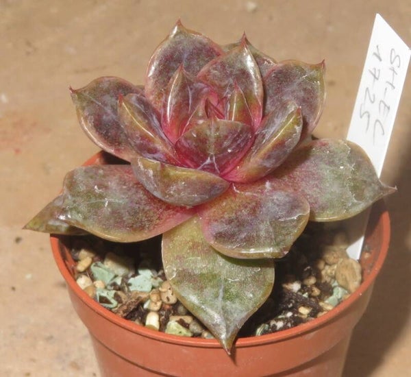 Echeveria cv Black Rose