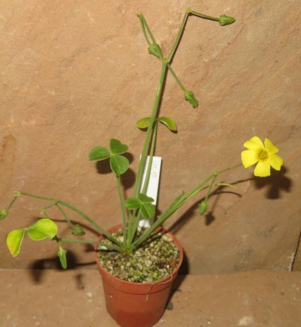 Oxalis carnosa - Caudex-Klee