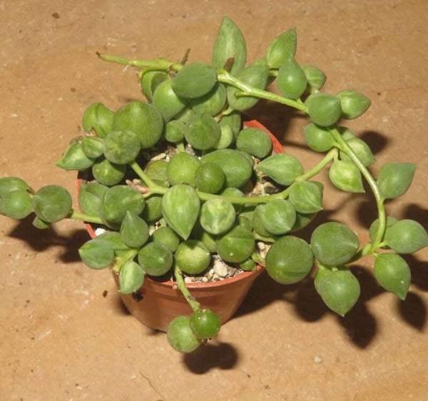 Senecio herreianus variegata – Erbsenpflanze