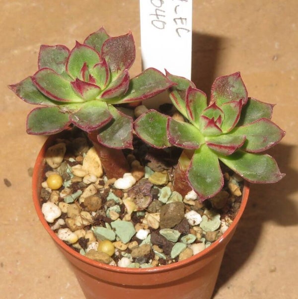 Echeveria cv Joan Daniel