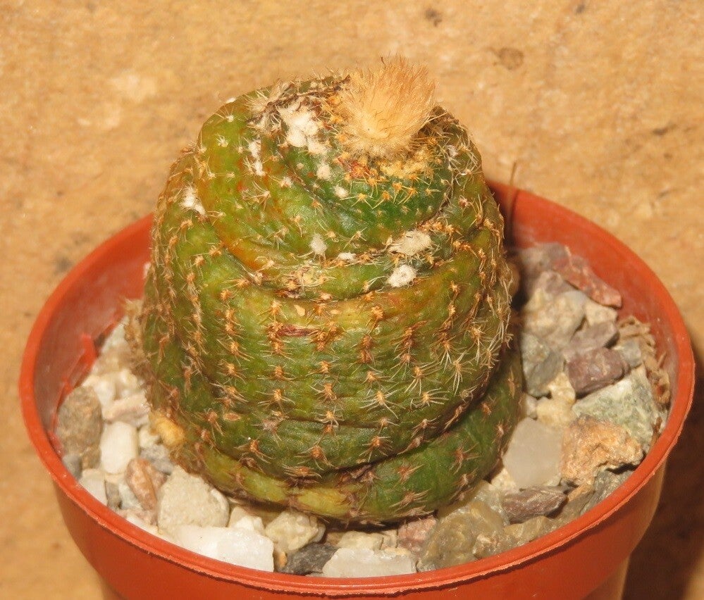 Frailea schilinzkyana LB222 East of Candelaria, Misiones, Argentinien