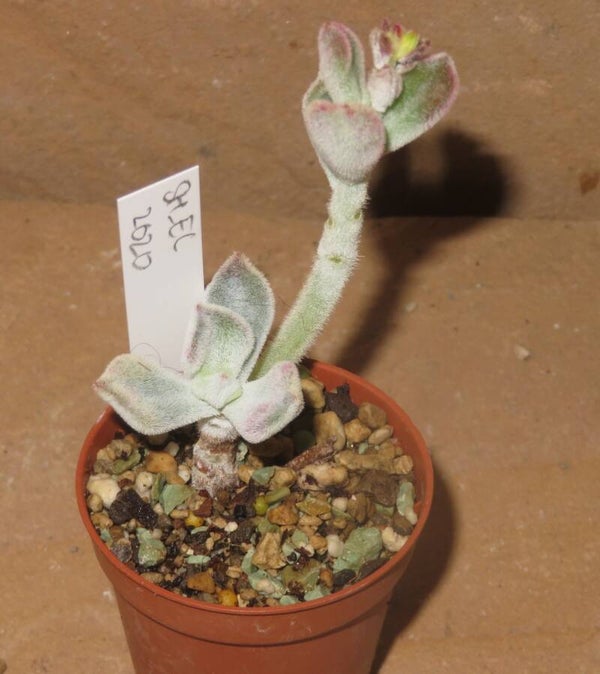 Echeveria pulvinata cv Frosty
