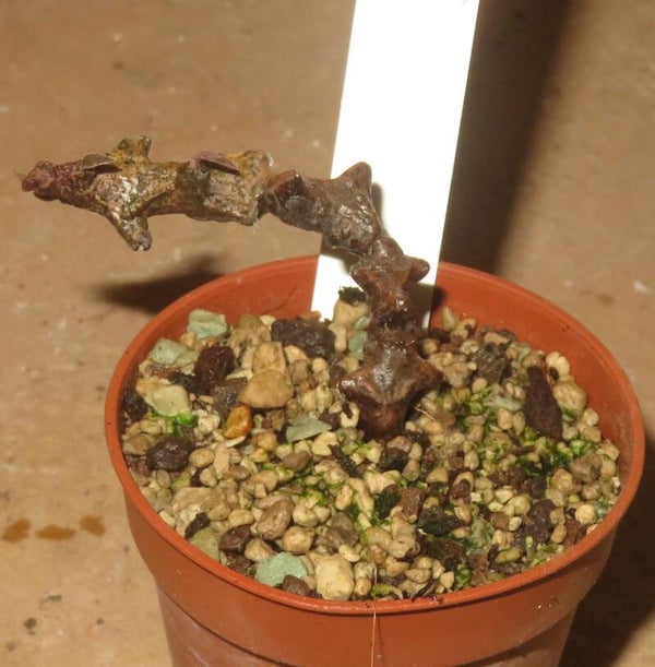 Ceropegia gicky Madagaskar