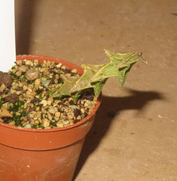 Ceropegia simoneae Madagaskar