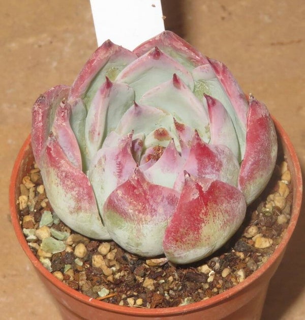 Echeveria cv Casio