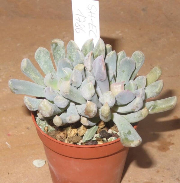 Echeveria cv Cupid