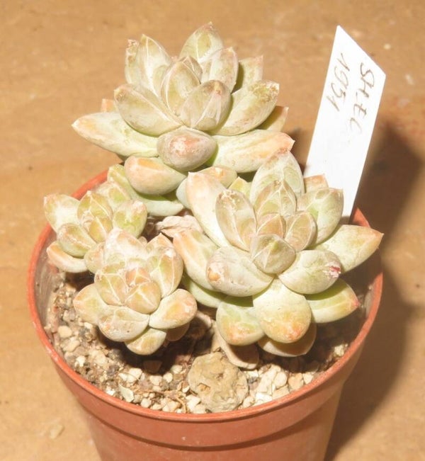 Pachyphytum compactum cv Knobbly