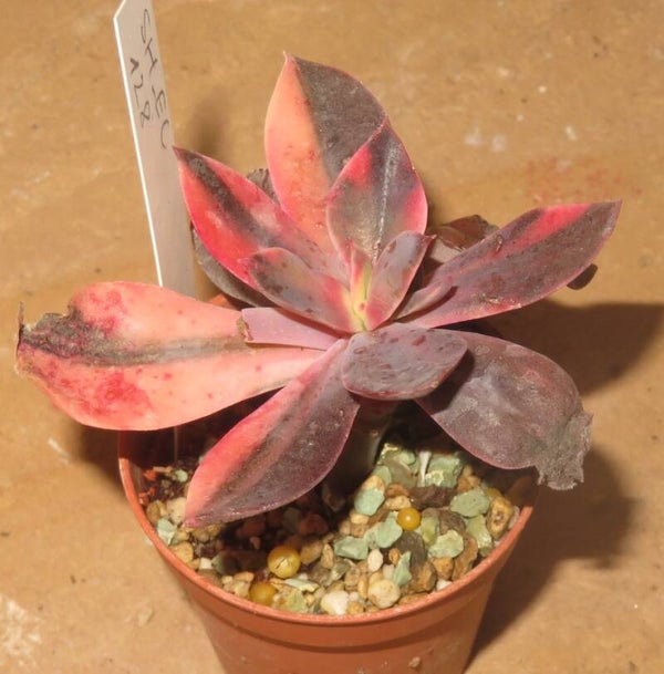 Echeveria cv Hanaikada variegata