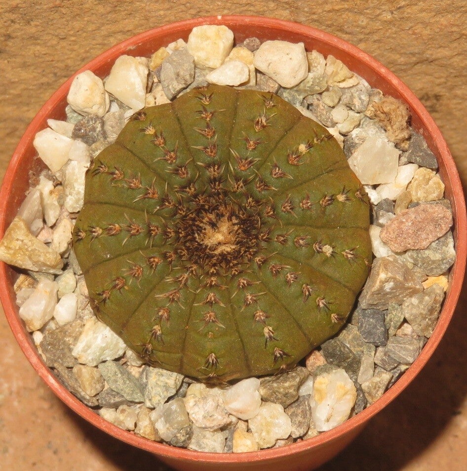 Frailea asterioides
