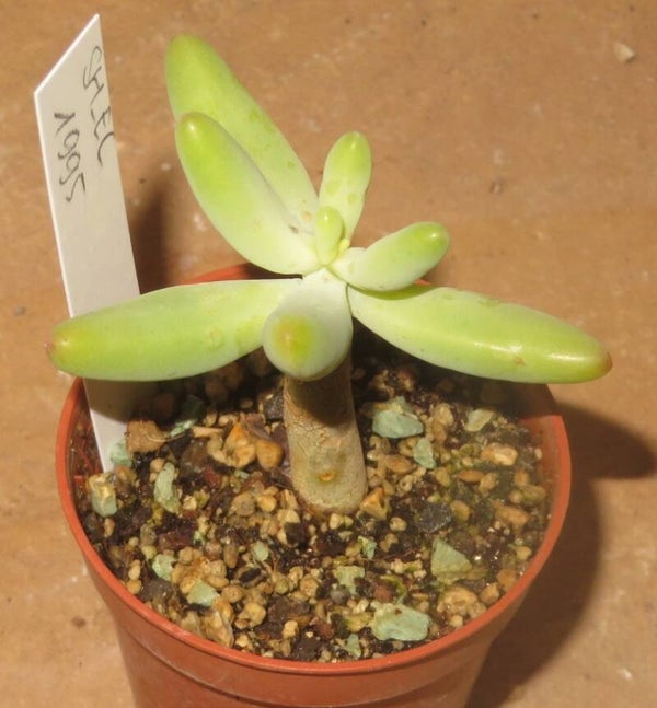 Sedum sp. Maconii