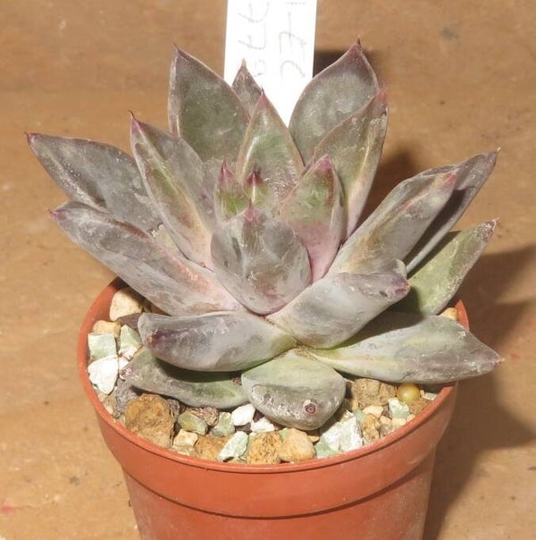 Echeveria cv Tremolo