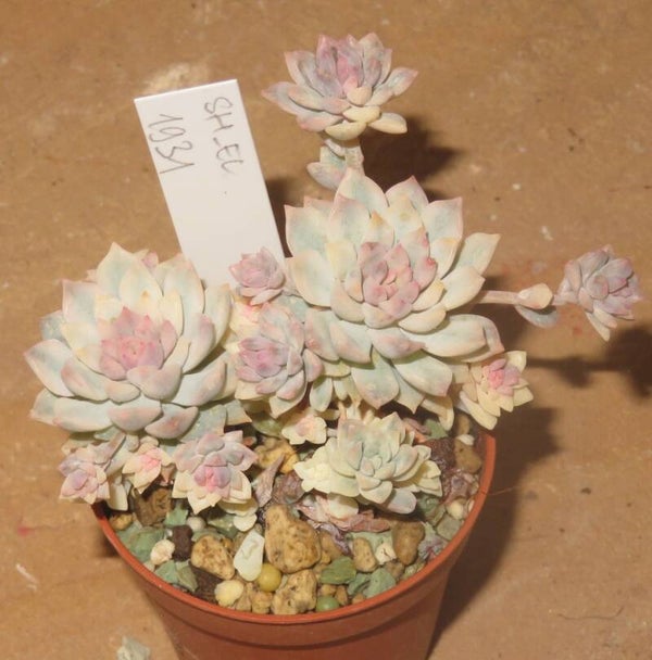 Echeveria prolifica variegata