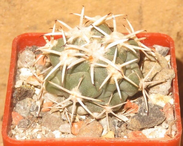 Coryphantha poselgeriana v. valida KKR538 Coahuila, Cuatro Cienegas, Mexico