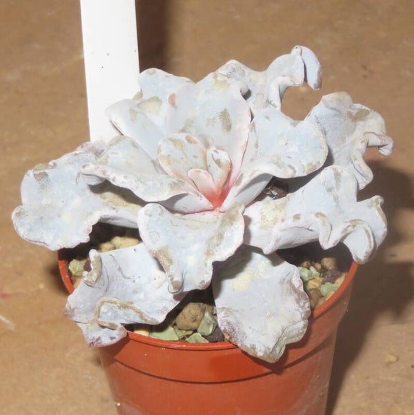Echeveria cv Crispate Beauty