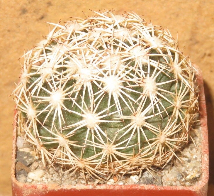 Coryphantha echinus SB377 Val Verde County, Texas, USA